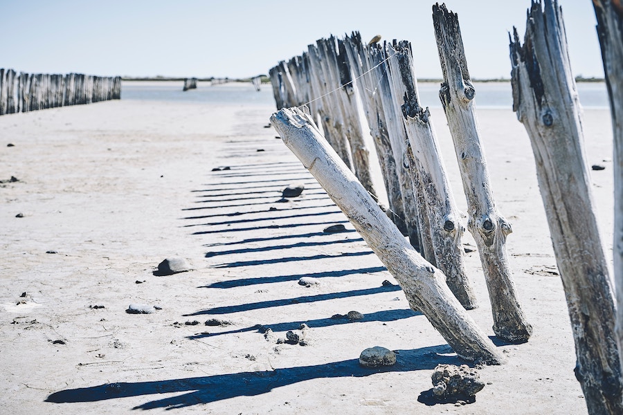 camargue